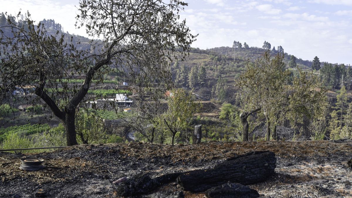 Se reactiva el fuego de Puntagorda, en La Caldera de Taburiente (La Palma)