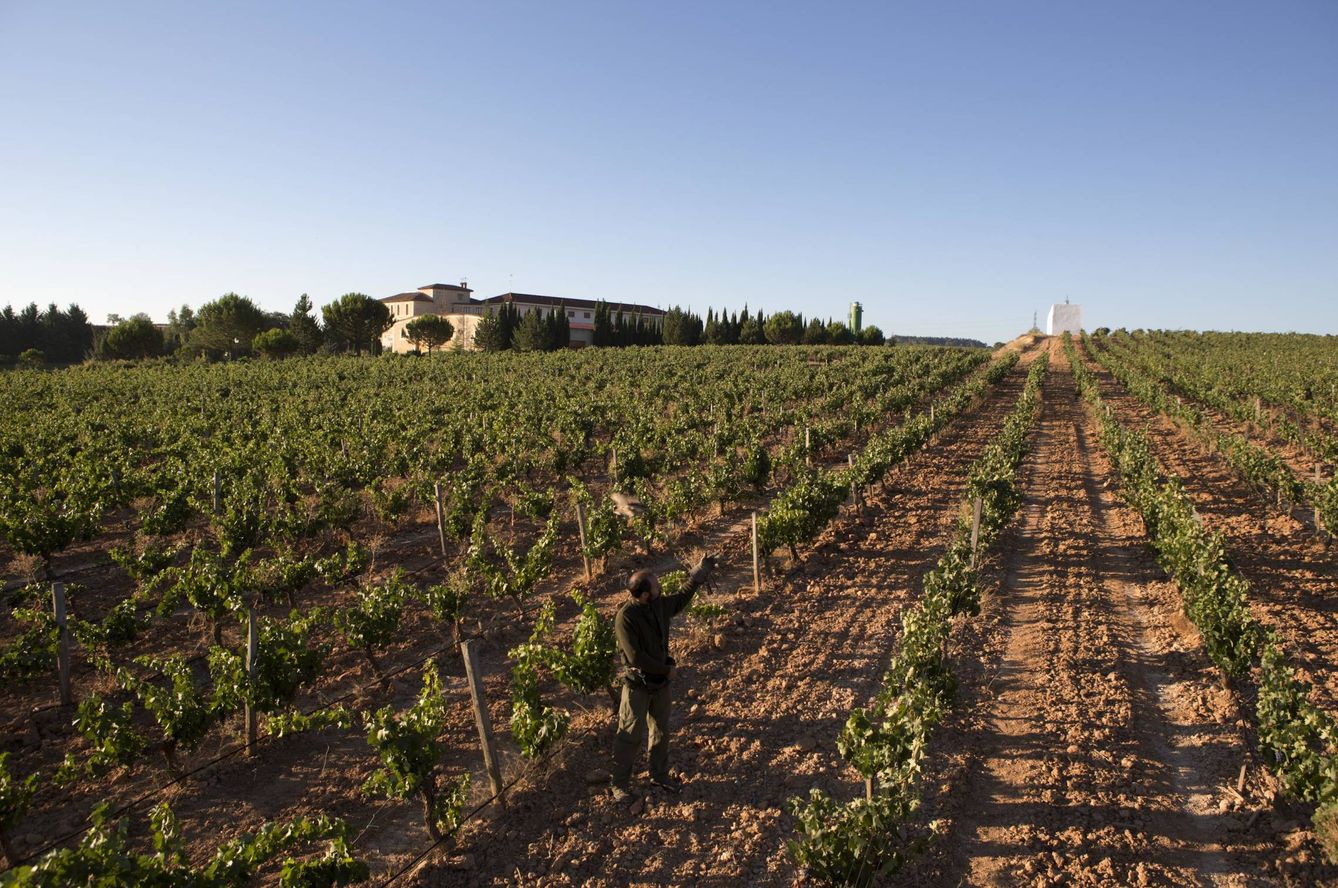 El viñedo principal de Torremilanos se encuentra a 600 metros del Duero y sus parcelas cuentan con más de cien años de antigüedad. 