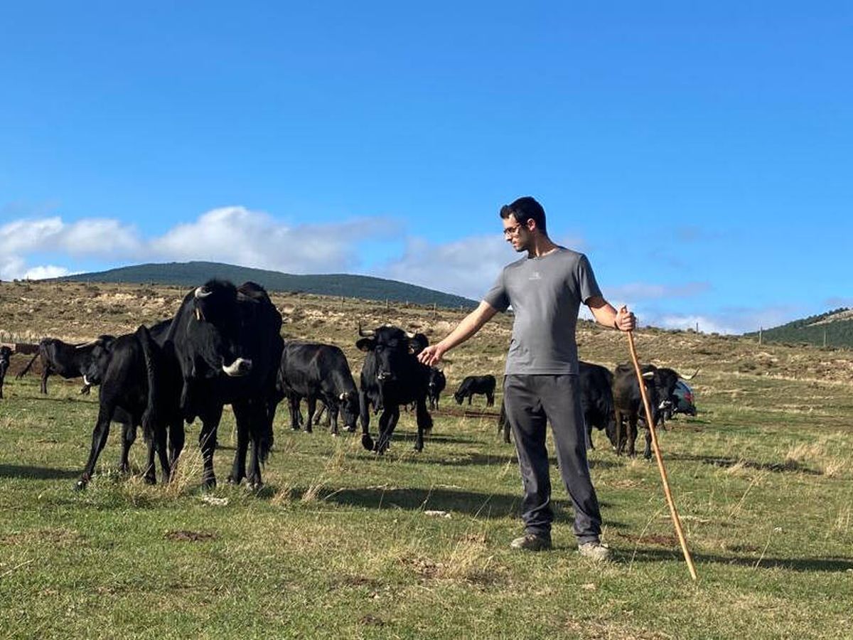 Foto: Alejandro García, con sus vacas de la raza serrana negra, en peligro de extinción. (Cedida)