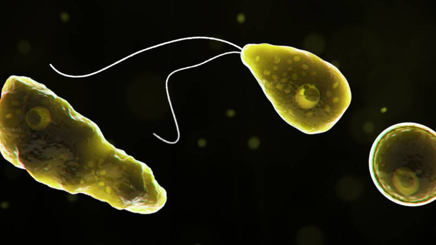 Vista de una ameba