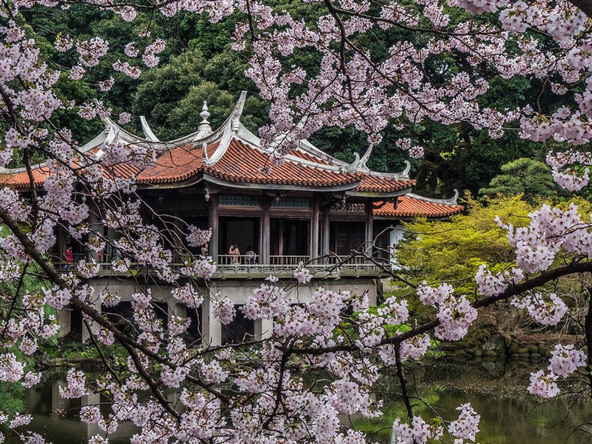 Foto: En 2020, los cerezos de Japón florecieron antes que en los últimos 1.200 años. (Flickr)