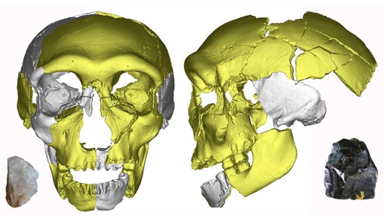 Foto: Reconstrucción digital del cráneo. (Xiujie Wu)