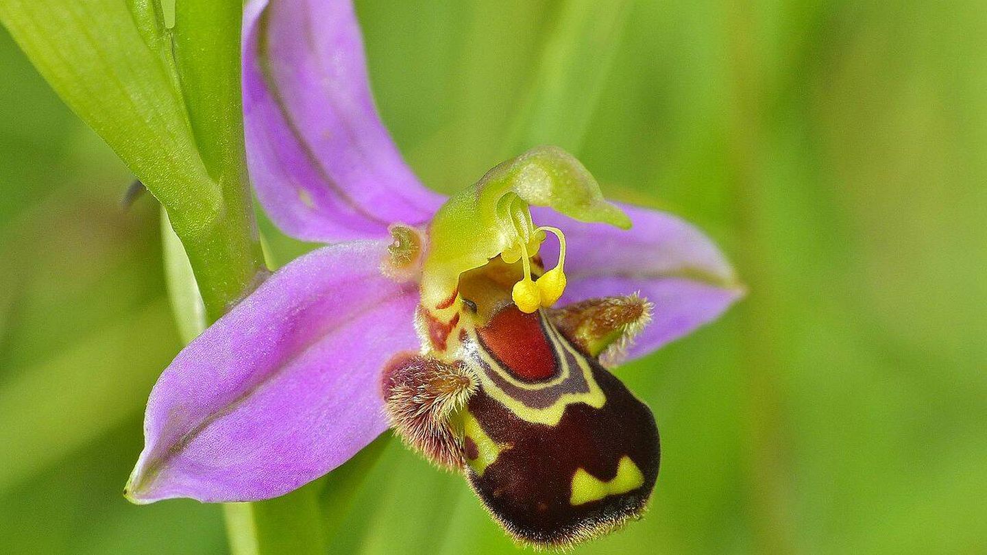 Esta orquídea emula una abeja para atraer a los machos y mejorar la polinización (Wikimedia).