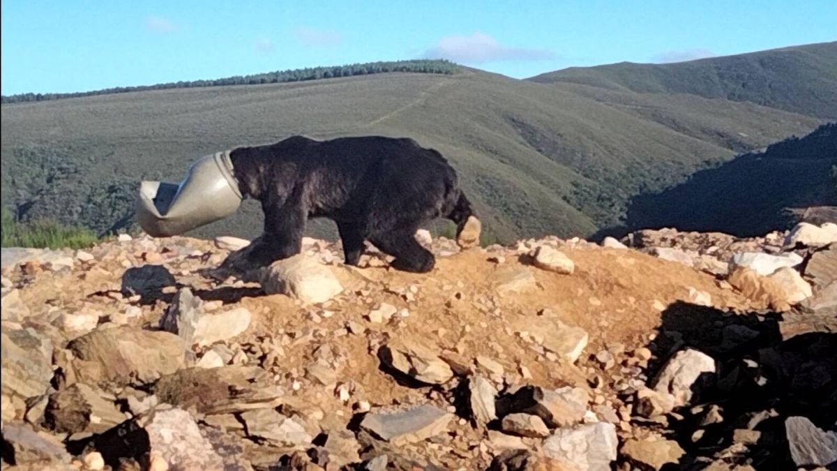 Un oso, atrapado en un barril de plástico en León: las terribles imágenes de su rescate