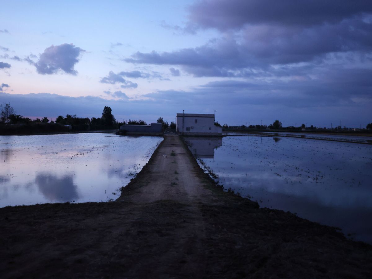Foto: Campos de arroz en el Delta del Ebro. (Reuters/Nacho Doce)