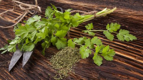 Los beneficios insospechados del cilantro, una verdura diferente