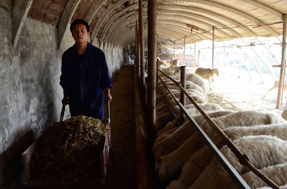 Uno de los jóvenes que ha decidido aparcar sus estudios para trabajar en la granja (S. Zhang). 