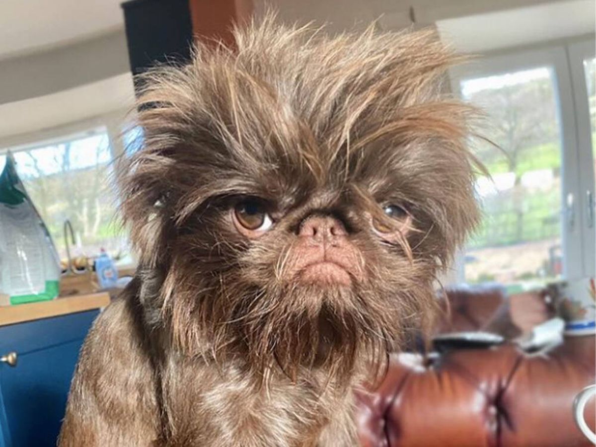 El increíble parecido este perro con Gizmo de los Gremlins causa furor en redes sociales