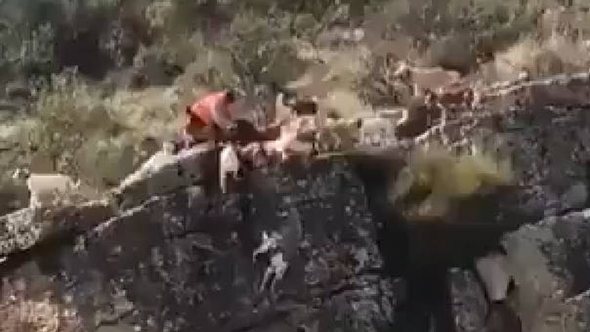 El vídeo que incendia las redes: doce perros de caza y un venado caen por un barranco