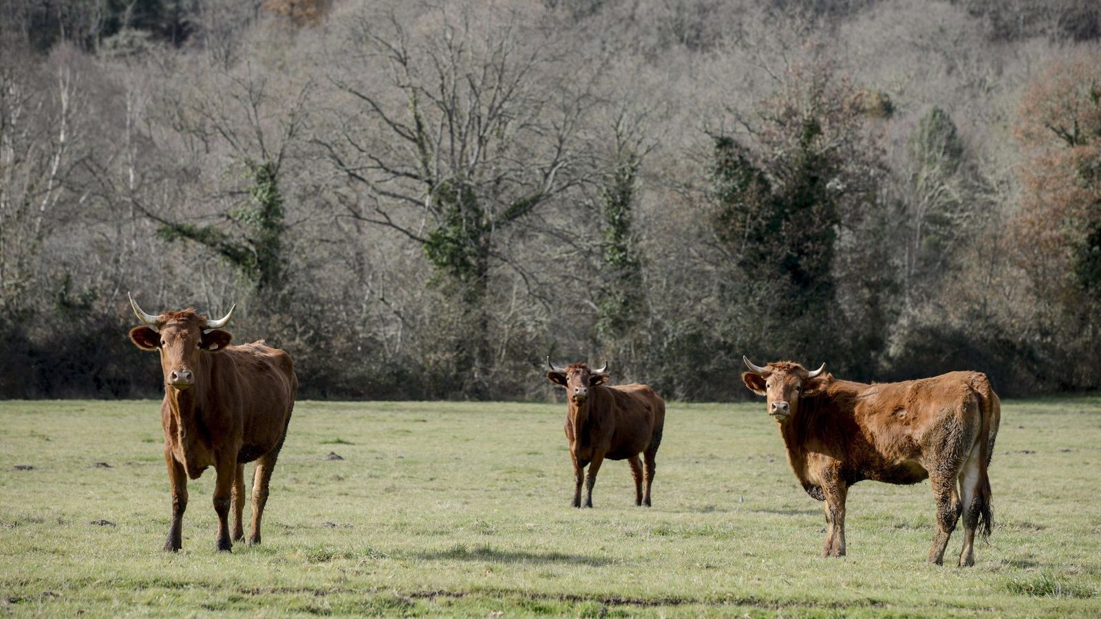 Foto: Vacas en Calvos de Randín (Orense). (Efe)