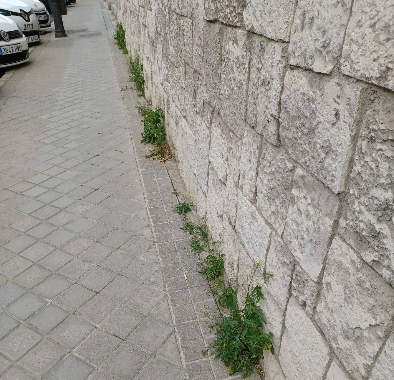 Las 'malas hierbas' aparecen por el pavimento. 