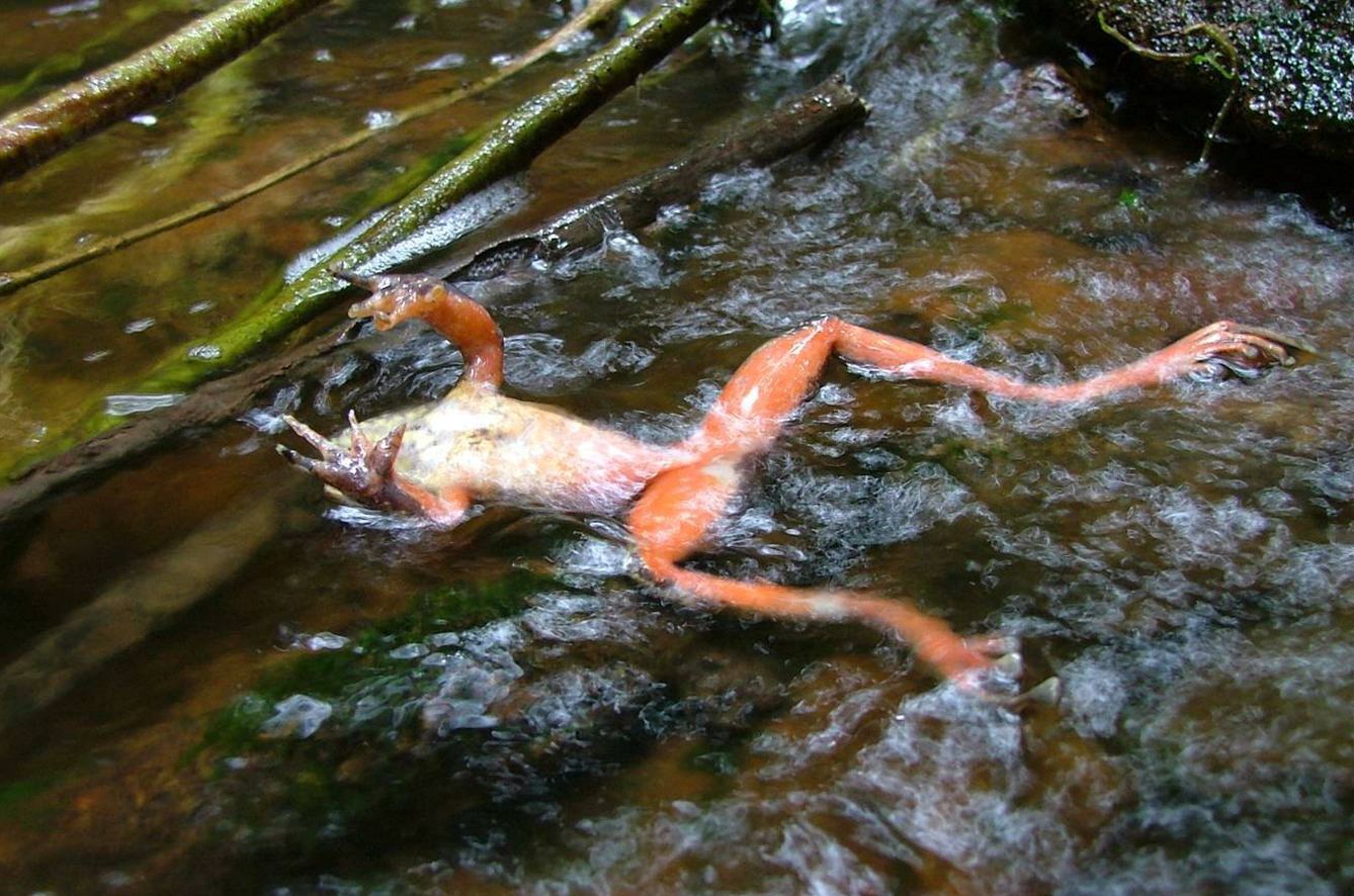 Una rana muerta debido a la infección por Batrachochytrium dendrobatidis.