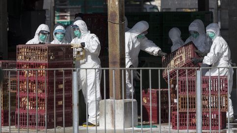 Un niño de 4 años de China, el primer caso de gripe aviar H3N8 en humanos del mundo