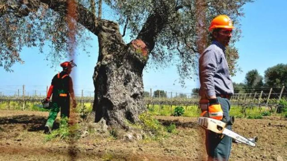 Los agricultores exigen ya que se fijen indemnizaciones por el ‘ébola del olivo’