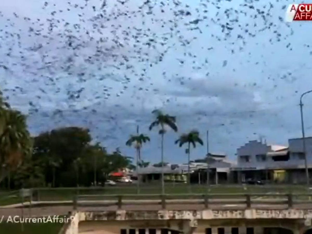 Foto: Cientos de miles de murciélagos han invadido las calles de Ingham (Foto: YouTube)