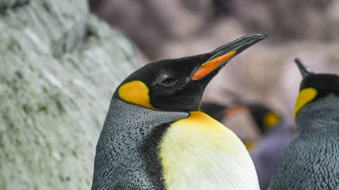 El misterio de los pingüinos : cómo han llegado a Isla Martillo y qué hacen ahí