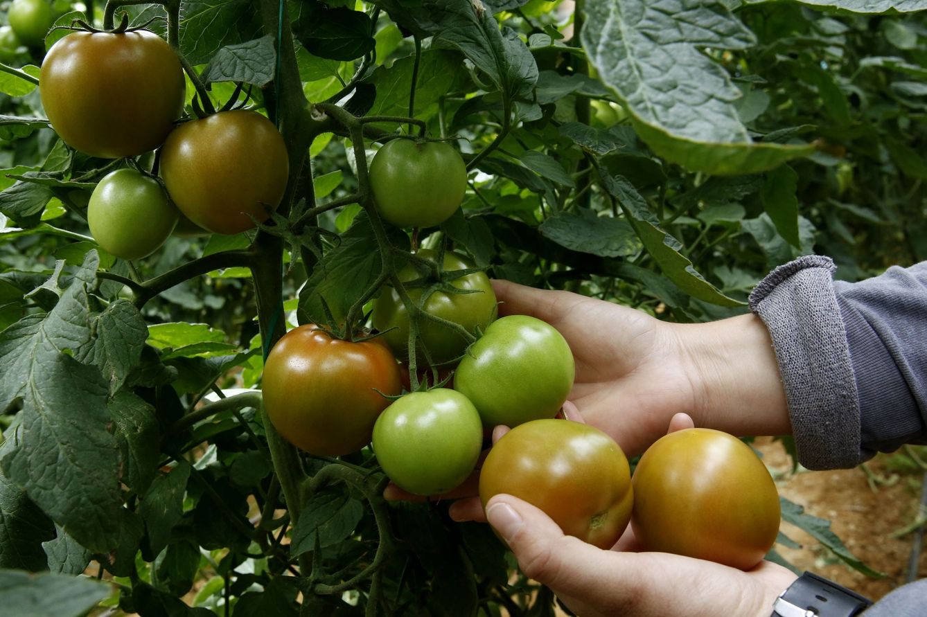 Cultivo de tomates. (EFE)