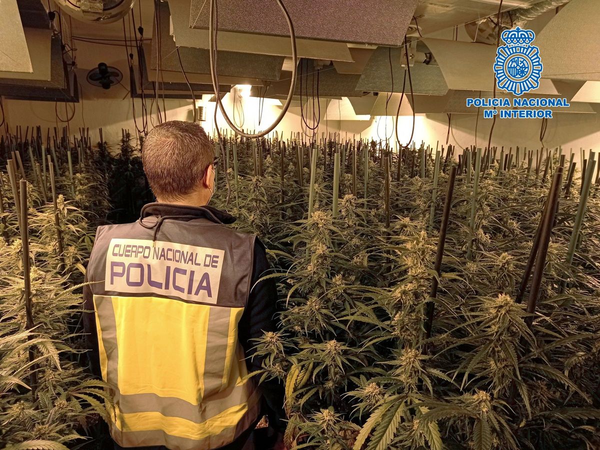 Foto: La policía incauta cerca de 15.000 plantas de marihuana. (Guardia Civil)