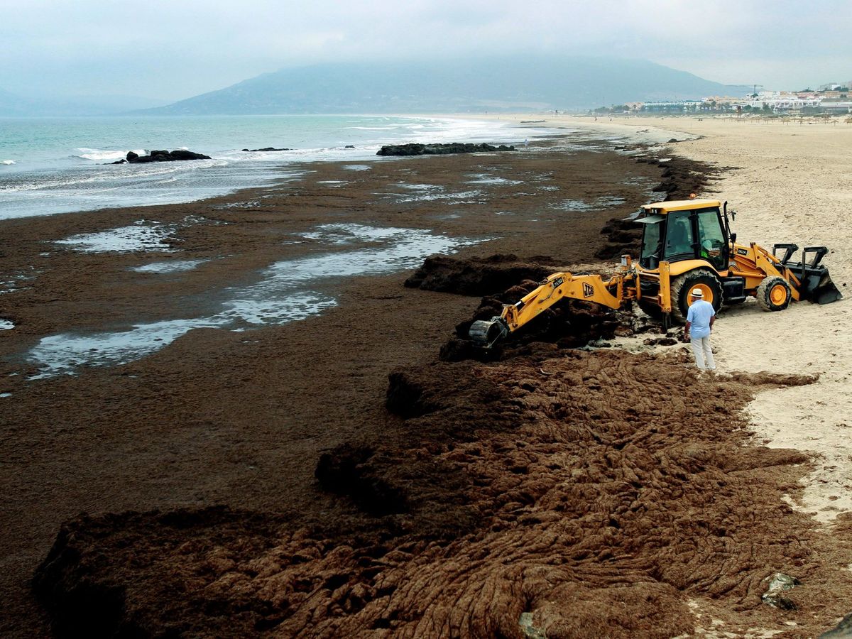 Foto: Trabajos de retirada del alga invasora en Tarifa. (EFE)