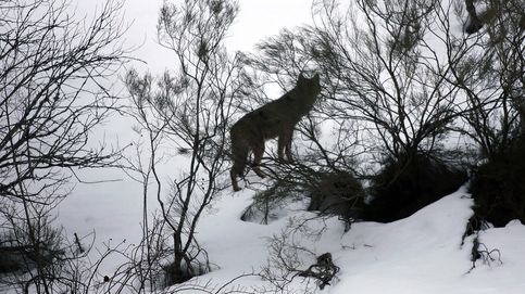 Tras el rastro del lobo en la nieve