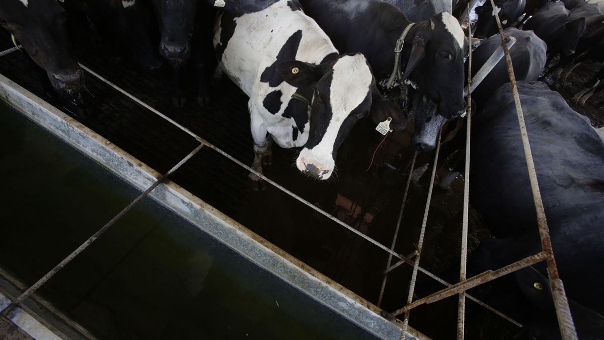 Desvelan otro posible origen de la enfermedad de las 'vacas locas'
