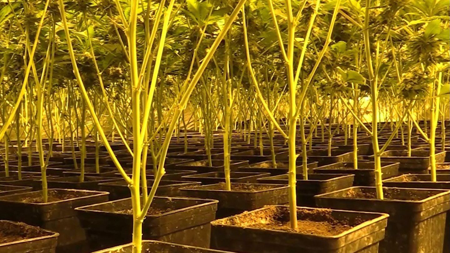 Plantación ilegal de marihuana. (EFE)