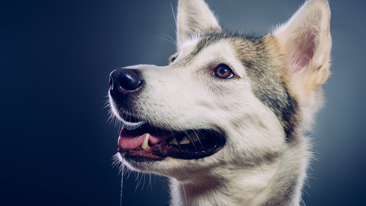 Los secretos de la mente canina: un nuevo estudio lo desvela todo
