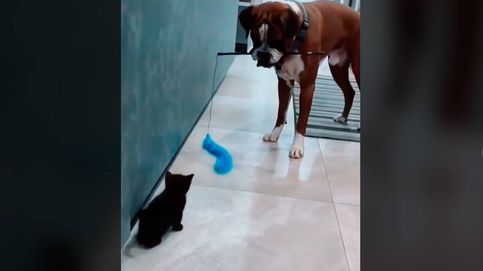 Un perro cuida del gato de su dueña y juega con él como su verdadero hermano mayor