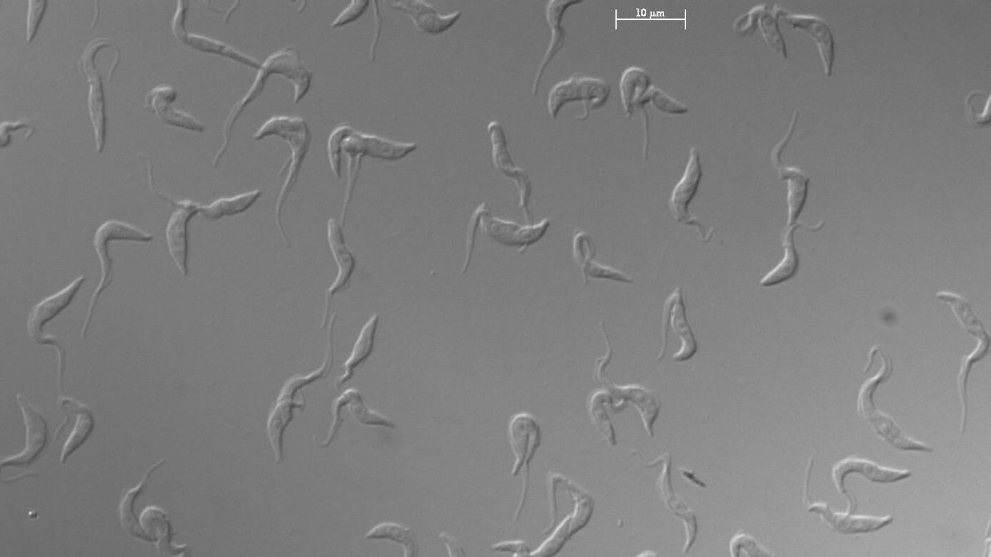 Células de 'Trypanosoma brucei' en cultivo observadas al microscopio. (IPBLN-CSIC)