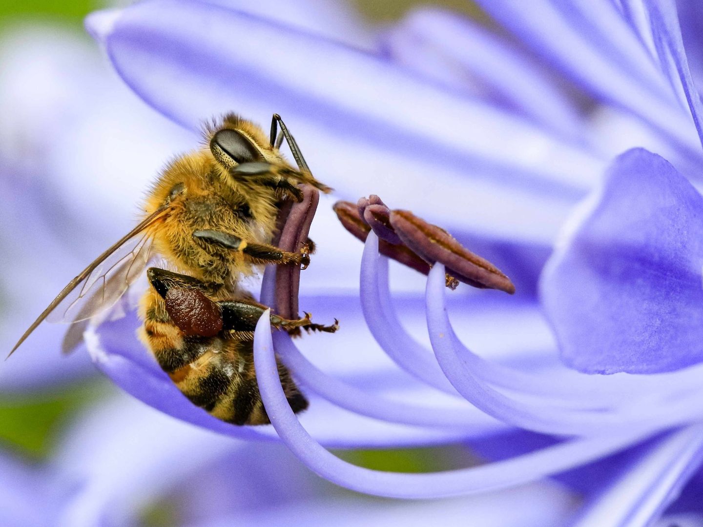 Estas sustancias químicas son peligrosas para algunos polinizadores como las abejas. EFE