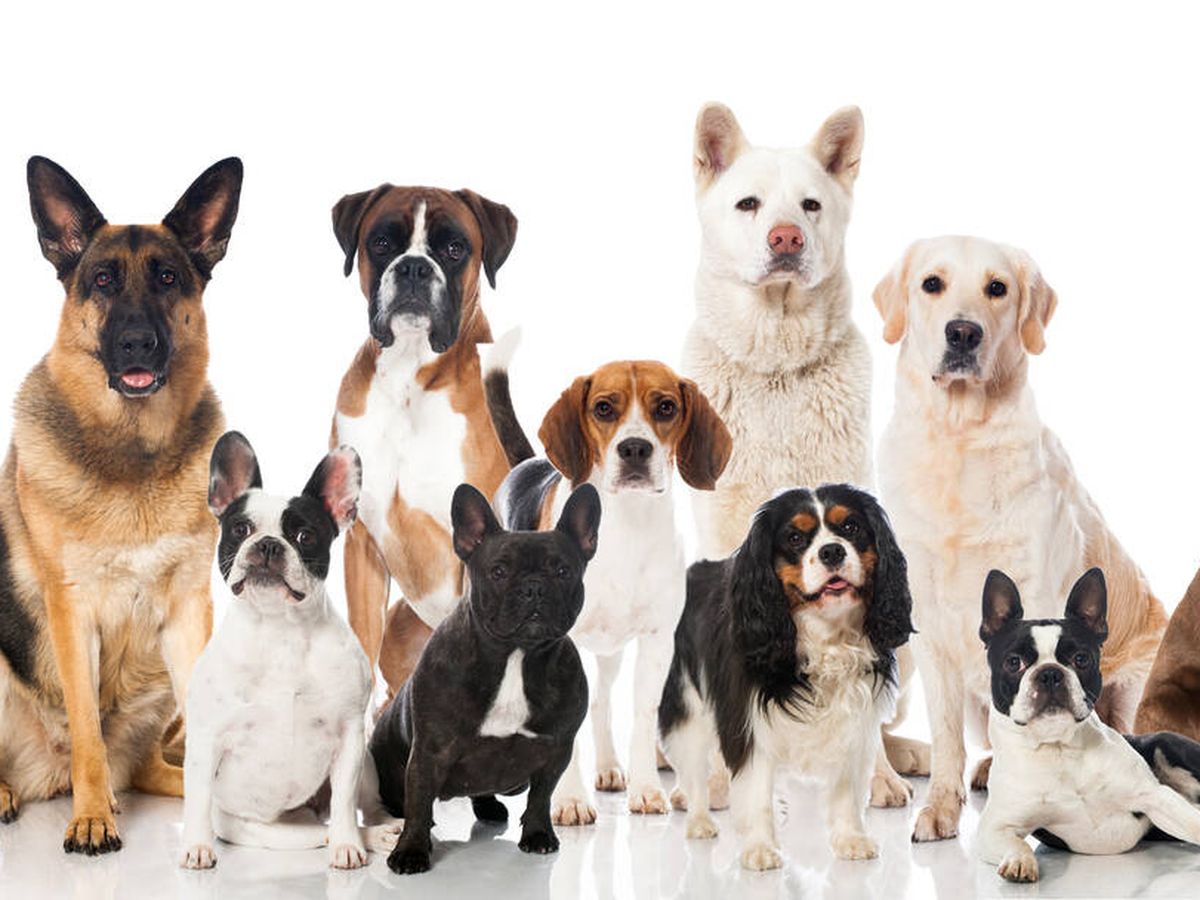 Traición Leer Borradura Las 5 razas de perros con más esperanza de vida