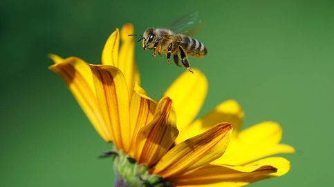 La escasa floración incrementó la presencia de la abeja invasora escultórica