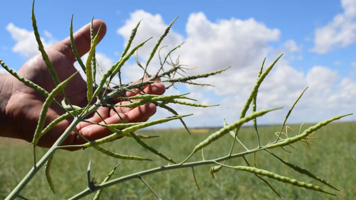 Regresa la colza: el aceite que arrasa en la UE vuelve a cultivarse en los campos de Castilla