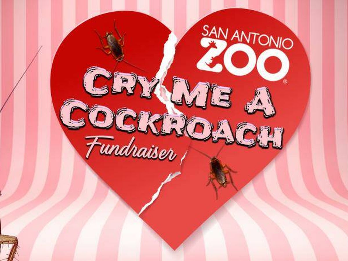 Foto: Un zoológico te permite nombrar una cucaracha en honor a un ex y dársela de comer a un animal (YouTube/@MySazoo)