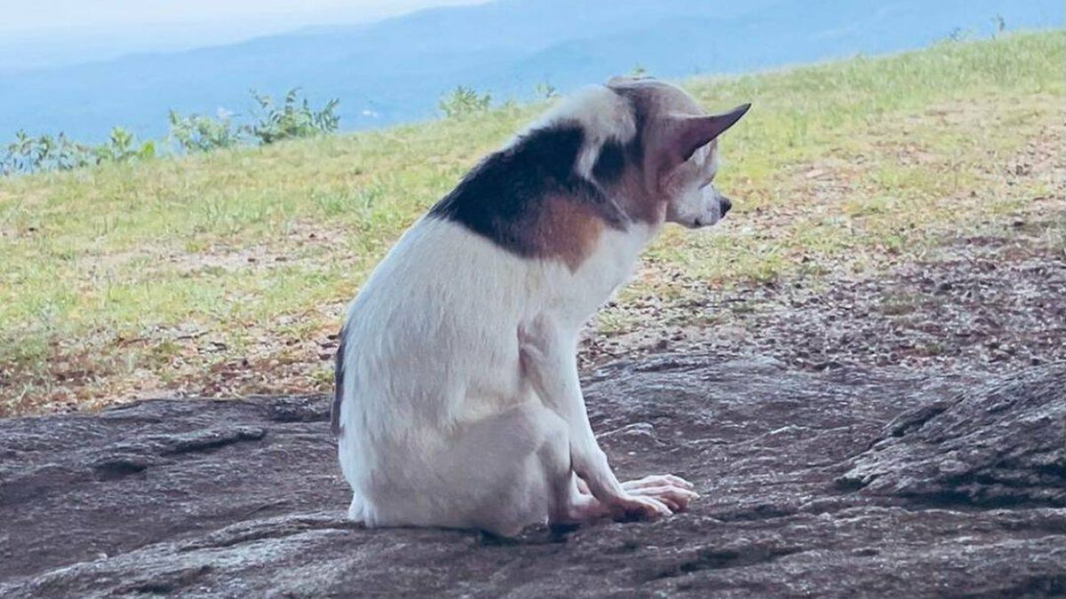 Muere Pebbles, el perro más viejo del mundo según el récord Guinness