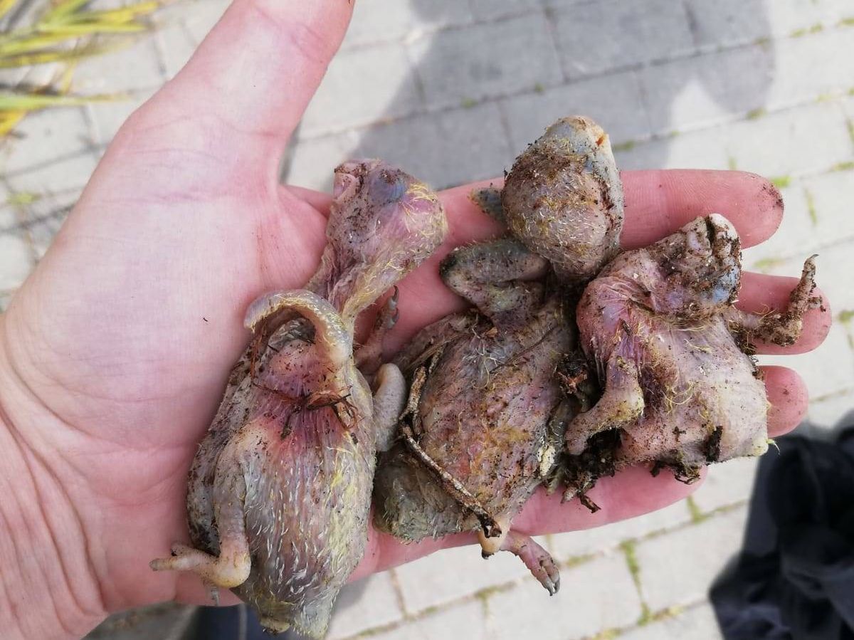 Foto: Un vecino sujeta tres polluelos muertos recogidos del suelo tras una poda. (Barrios Abandonados)