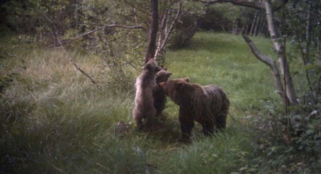 Hembra de oso pardo con sus oseznos en el Parque Natural del Alt Pirineu. (EFE)