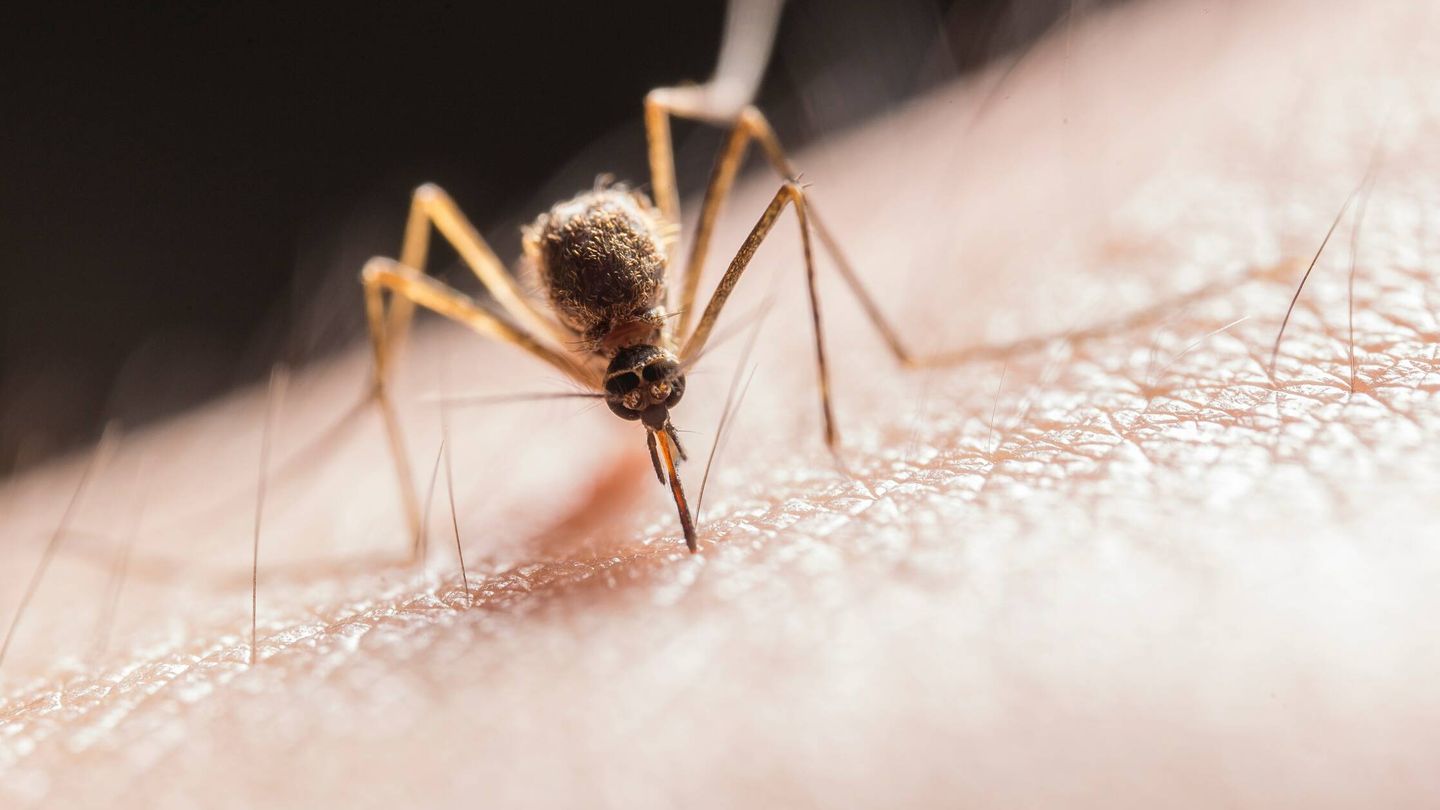 Picadura de un mosquito. (Pixabay) 