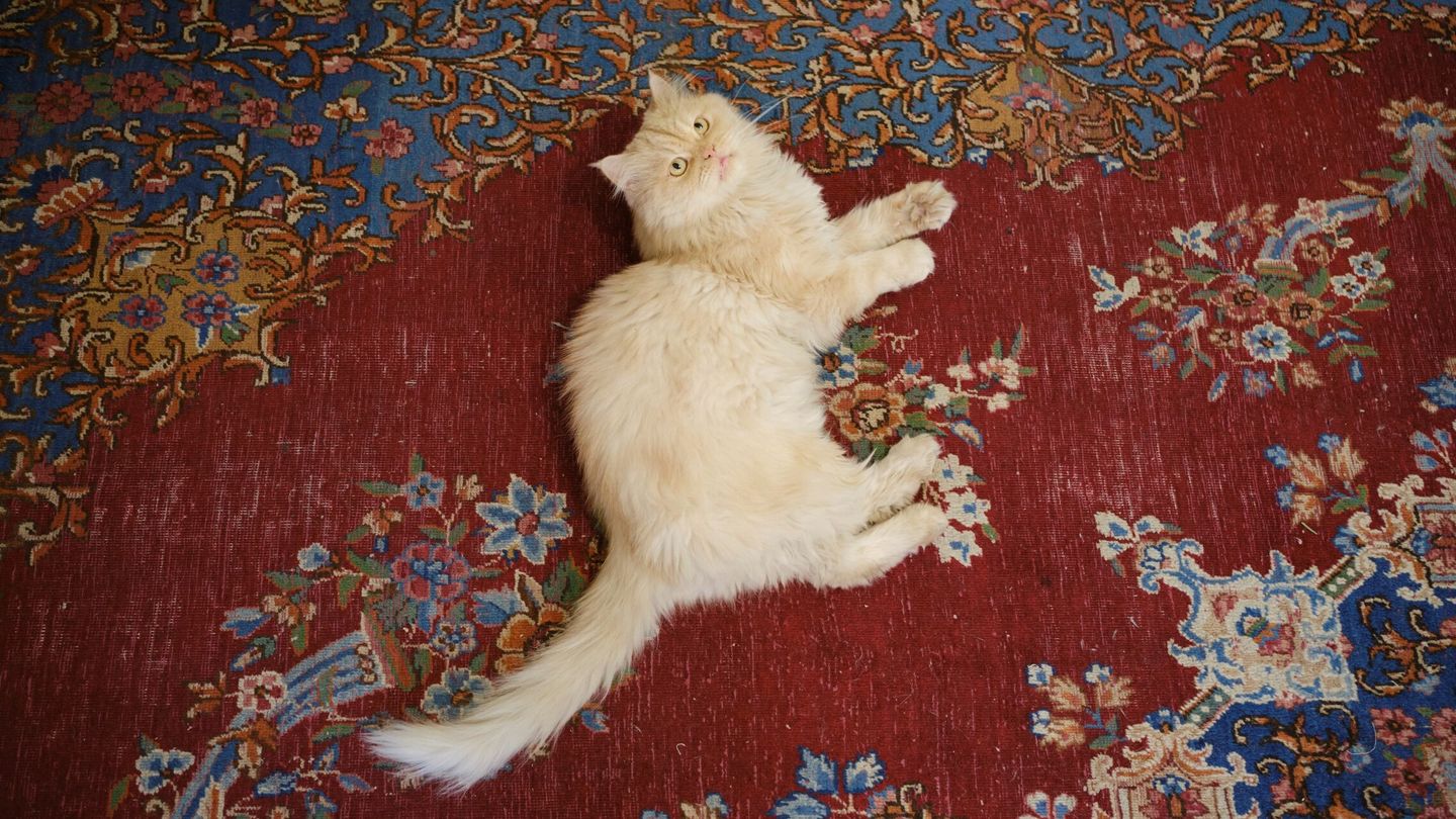 Un gato juega en el café Museo del Gato Persa en Teherán. (EFE/Jaime León)