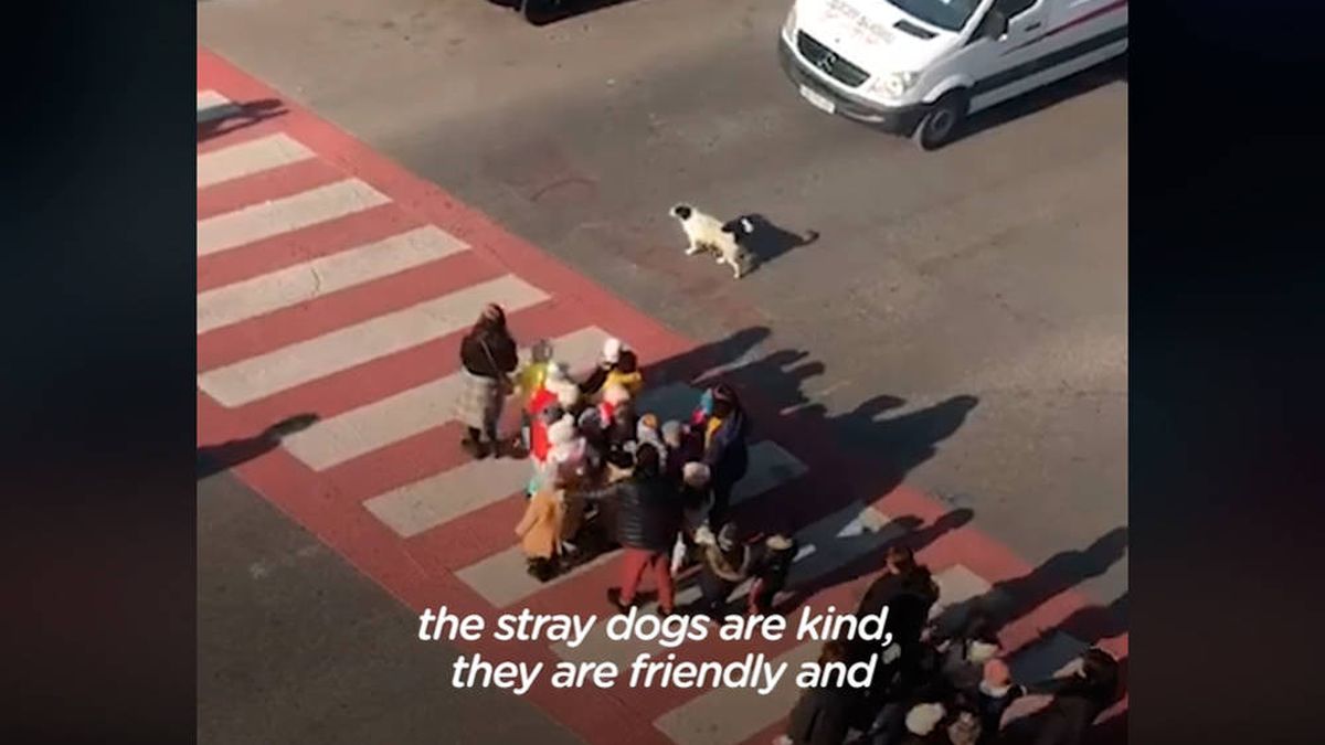 Un trabajo impagable: el perro callejero que ayuda a los niños a cruzar el paso de cebra