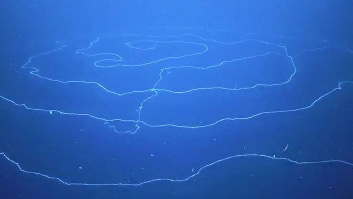 ¿Qué es esta impresionante criatura que ha aparecido flotando en el océano en Australia?