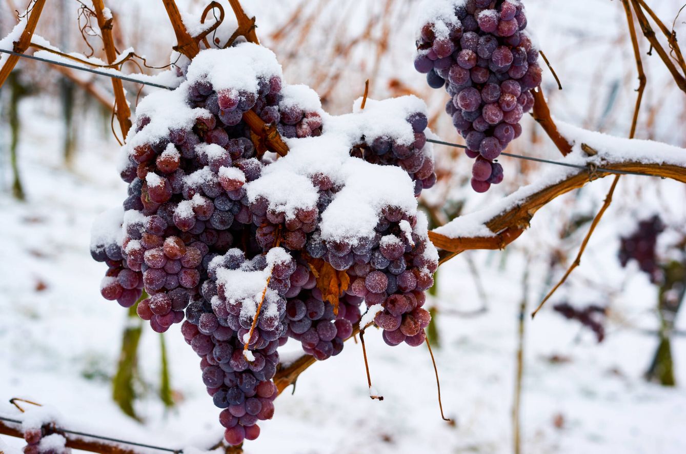 Uvas de vino de hielo congelado. (iStock)