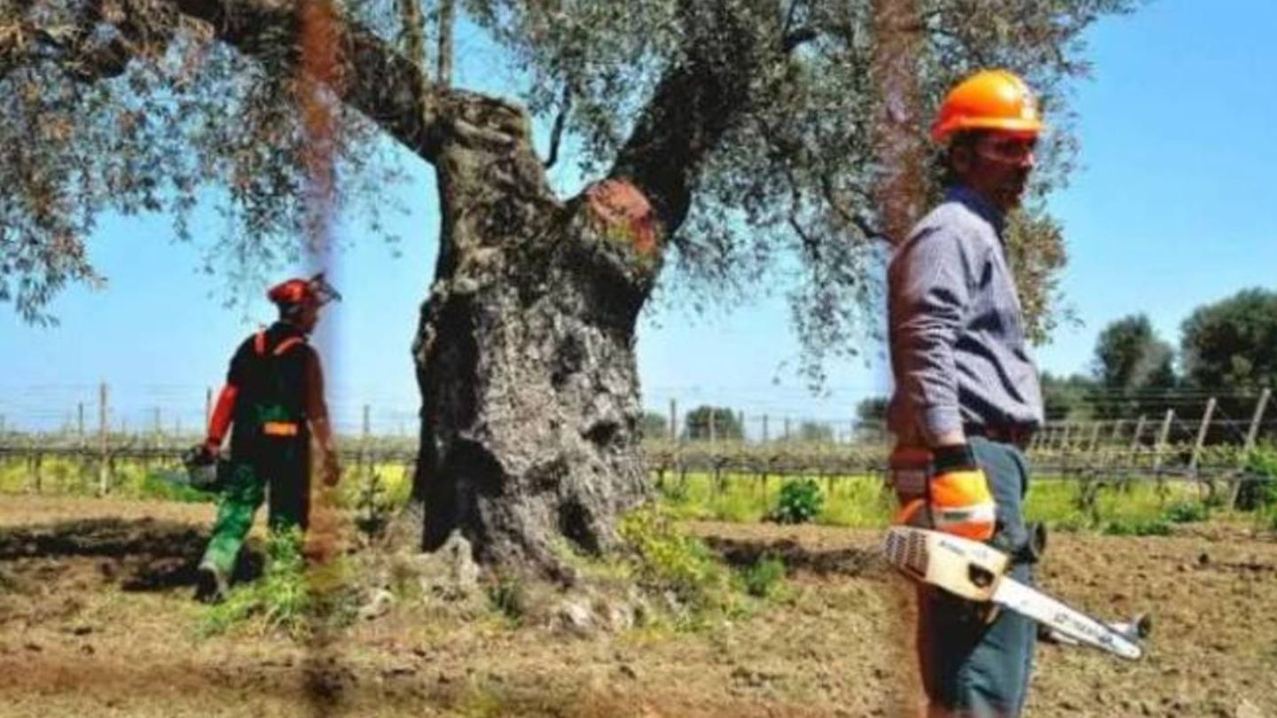 En el sur de Italia se han tenido que cortar un millón de olivos y otro millón ha muerto.