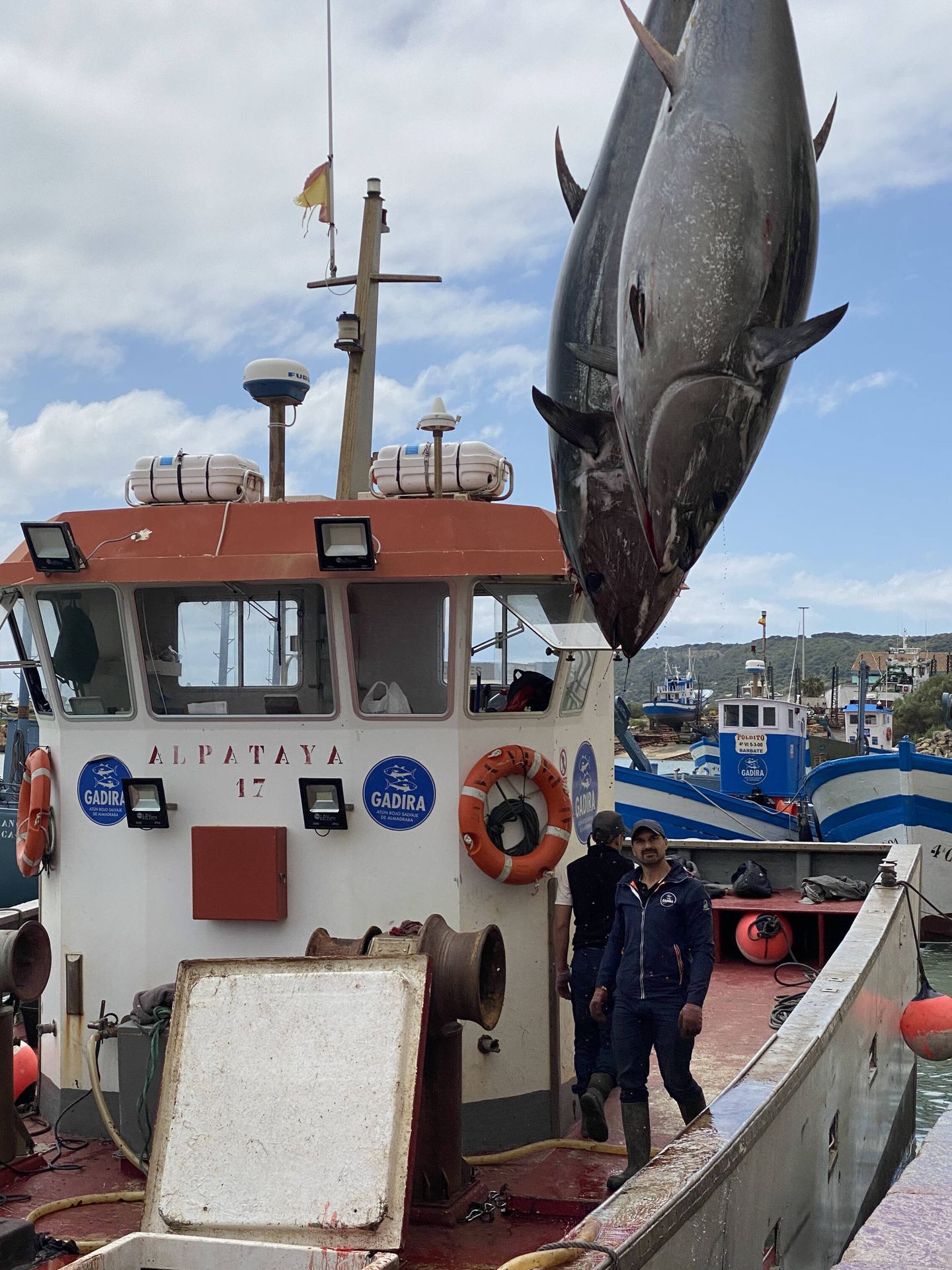 Dos atunes en la embarcación de pesca. (OPP51)