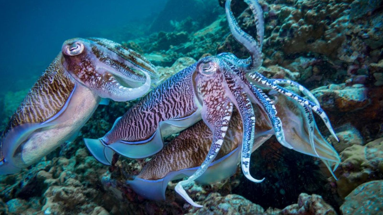 La ciencia estudia el ADN de sepias y calamares y encuentra la razón por la que sobrevivieron al fin de los dinosaurios