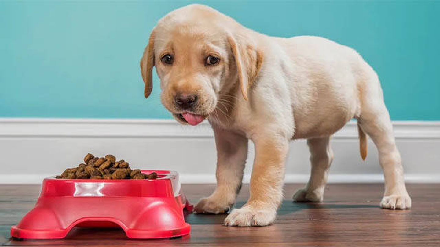 Todo lo que necesitas saber sobre la alimentación de tu cachorro (Pixabay)