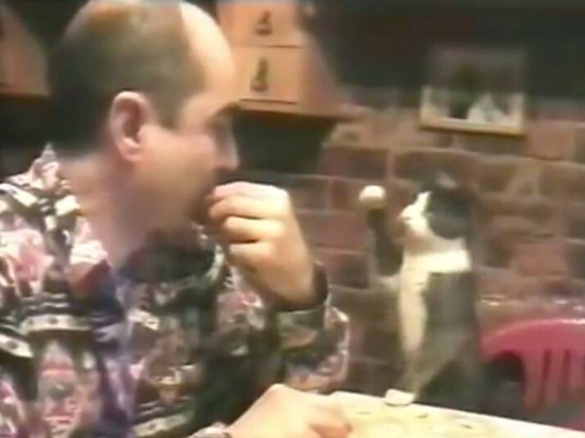 Foto: Un gato pide comida a su amo sordo mediante lenguaje de signos