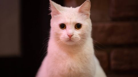El gato viral de TikTok que se salva por los pelos de una pelea con perros asegurada