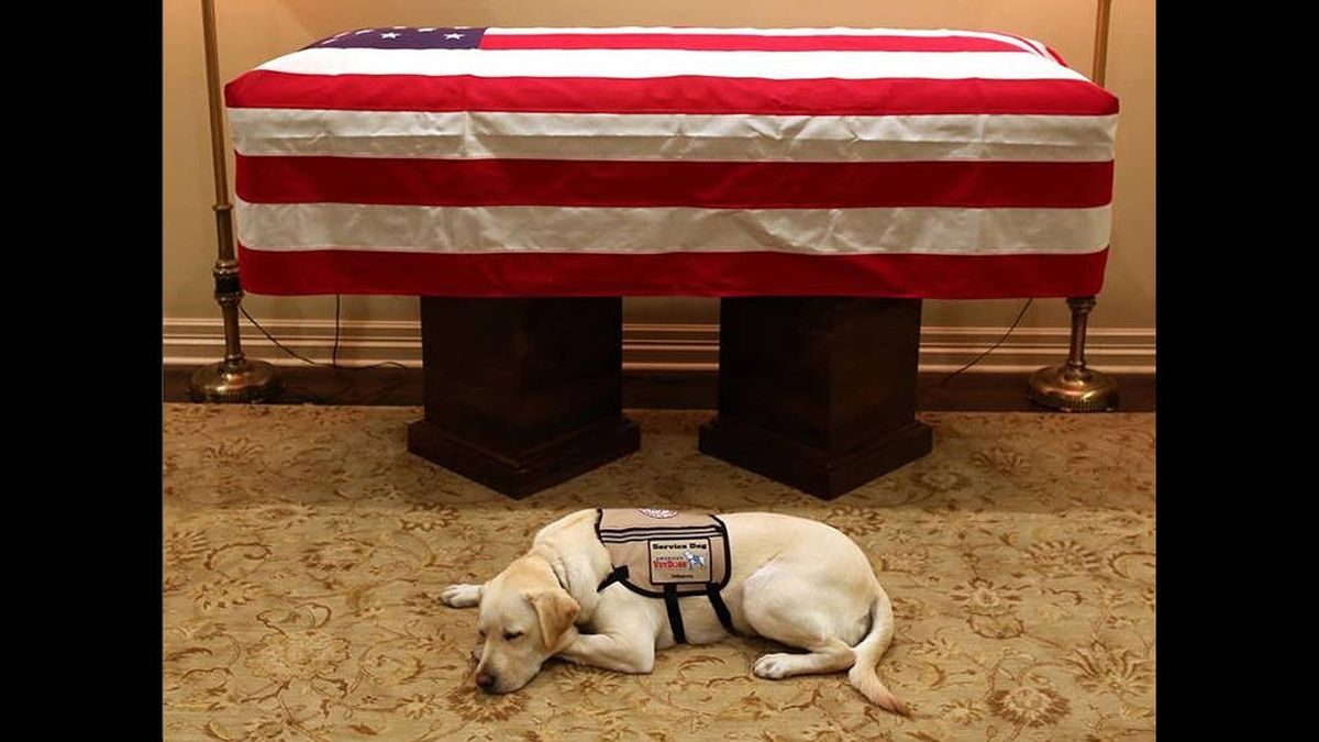 El perro guía de George Bush también lo acompaña en su último viaje