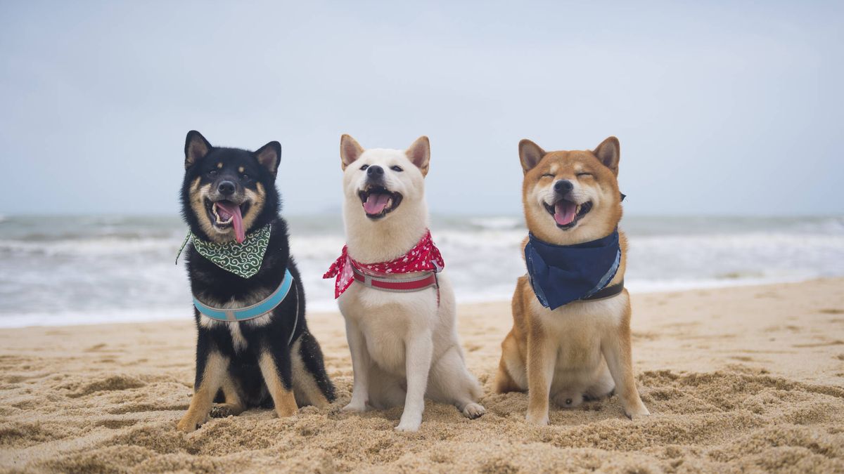 Las mejores playas para perros que puedes encontrar en Europa